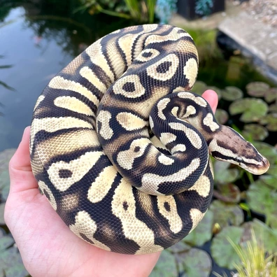 Pastel Chocolate Het Clown Pos Calico