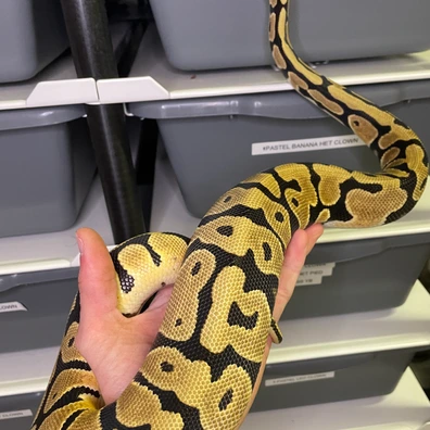 Orange Dream Spotnose Het Clown