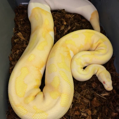 PAIR* Albino Pieds