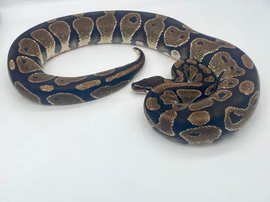 Proven Breeder Normal Ball Python by Goofball Exotics