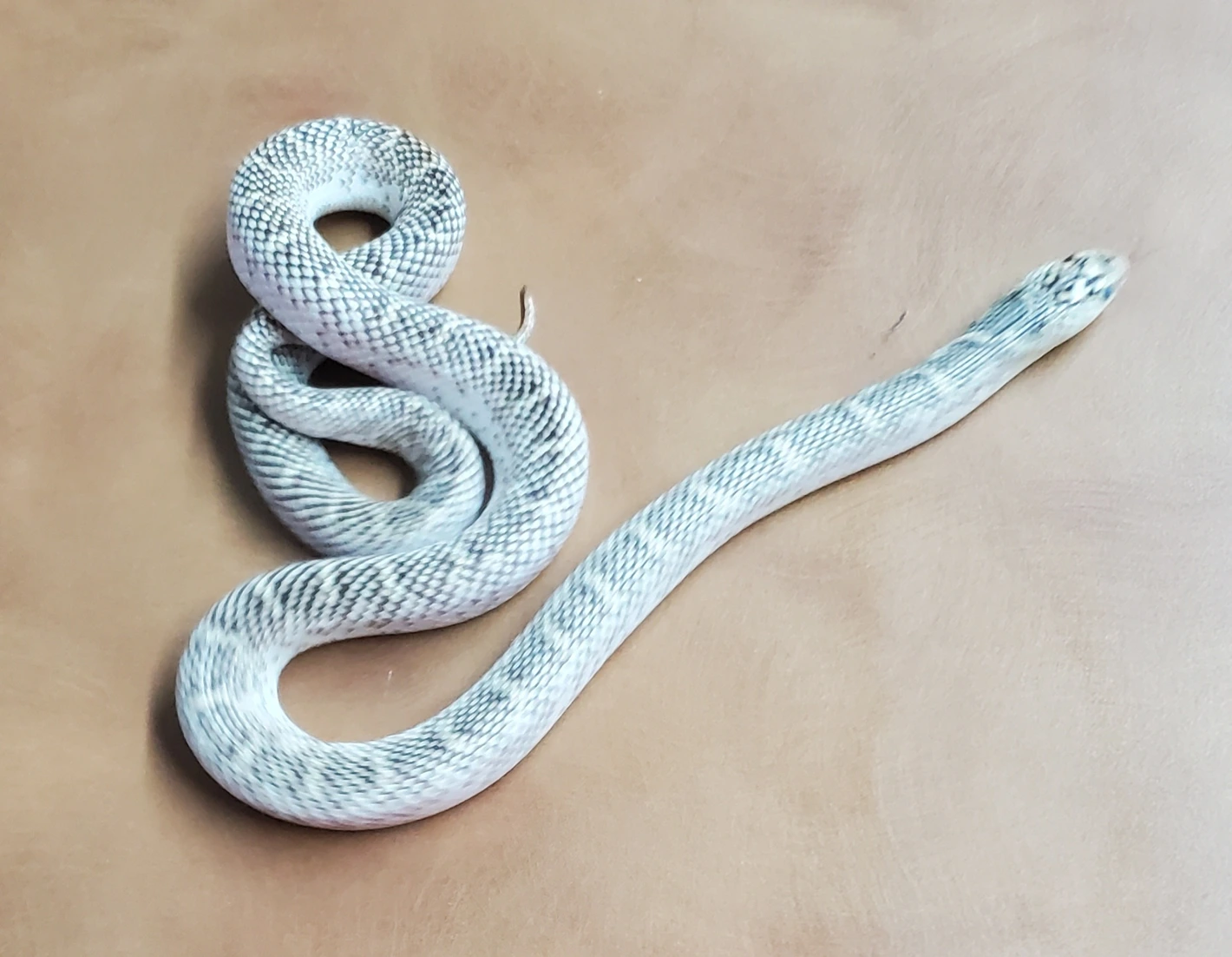 White-Sided Brooks Kingsnake Brooks' Kingsnakes by OG