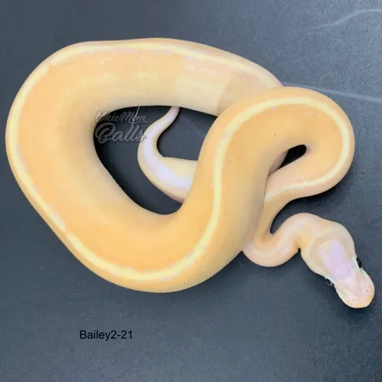 Banana Spark YB (Puma) Ball Python by OkieMom Balls