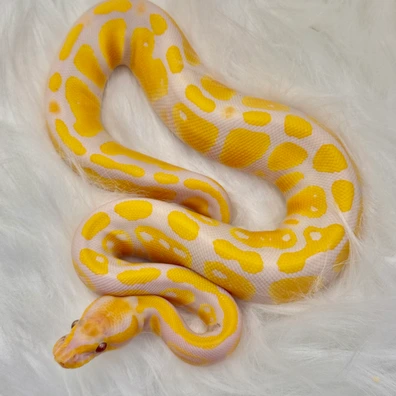 Lavender 66% Het VPI Axanthic 50% Het Pied