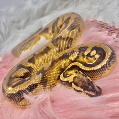 Pastel Enchi Piebald Female Ball Python - female for sale from Starlace Morphs