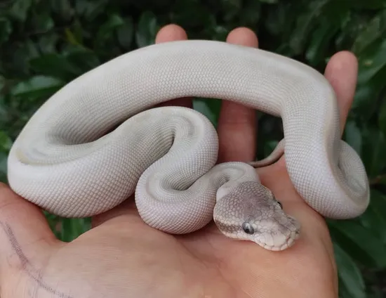 Phantom Mocha Ball Python by Olympian Exotics
