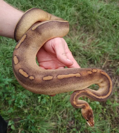 Cocoa Champagne Ball Python by Olympian Exotics