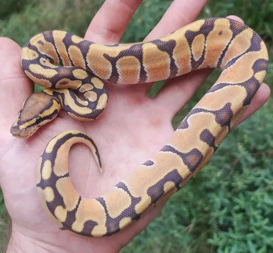 A+ Orange Ghost Enchi Male 116g Ball Python by Olympian Exotics