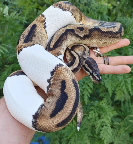 White Mini Ball Python A+ Medium White Pied Ball Python by Olympian Exotics