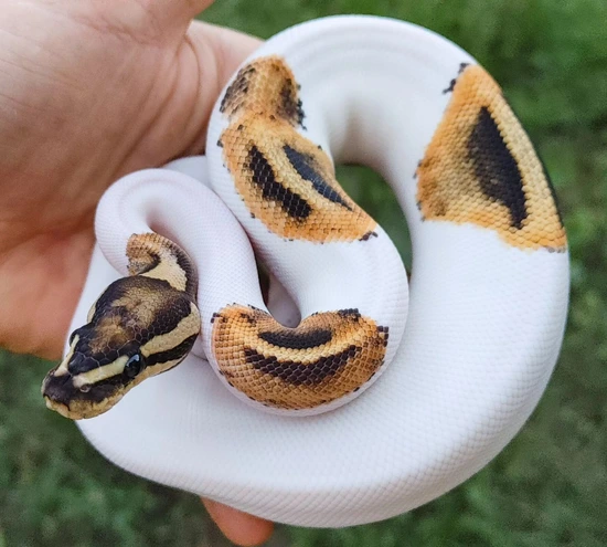 A+ Fire Pied Ball Python by Olympian Exotics