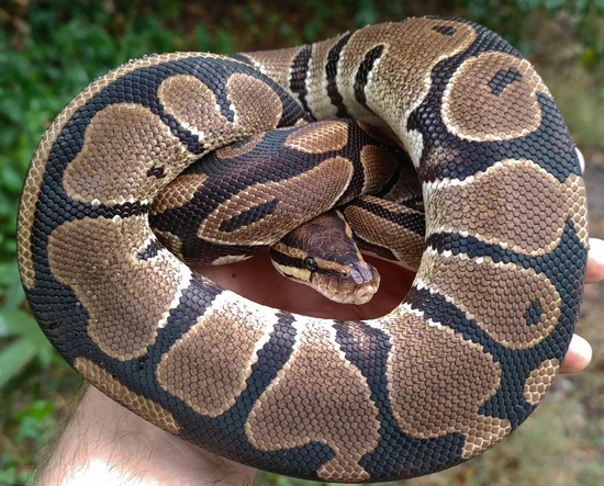 Normal Ball Python by Olympian Exotics