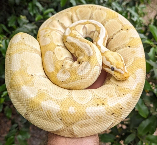 Pastel Banana Ball Python by Olympian Exotics
