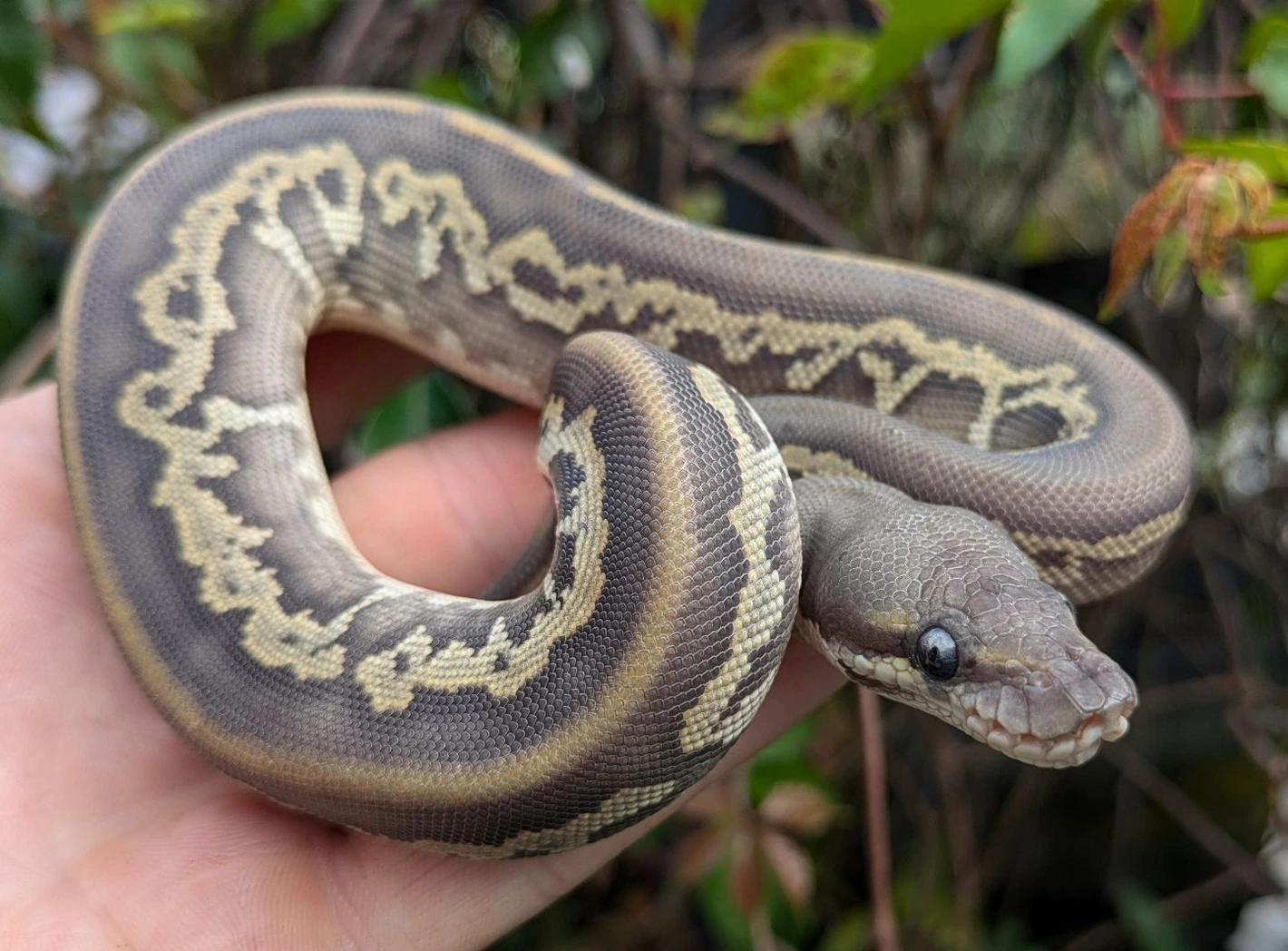 Hypo Black Pastel Blackhead Mojave Leopard Ball Python Ball