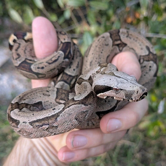 boa constrictor amarali premio de roma pythons and... Bolivian Boa Constrictor ( Amarali) Short-Tailed Boa Constrictor by ...