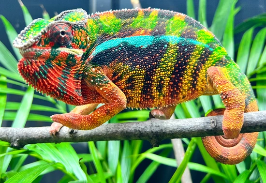 CHAMELEON LIFE 東京 amazarashi ① Sambava Panther Chameleon Panther Chameleons by One World