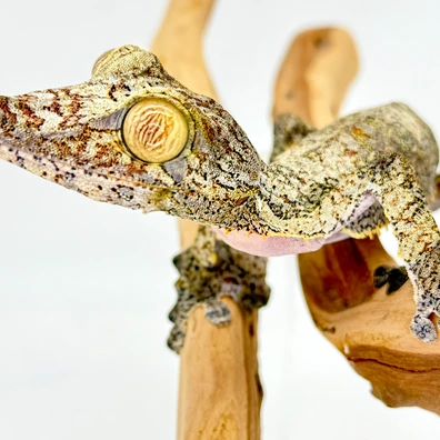 Leaf-Tailed Geckos For Sale - MorphMarket US & Canada