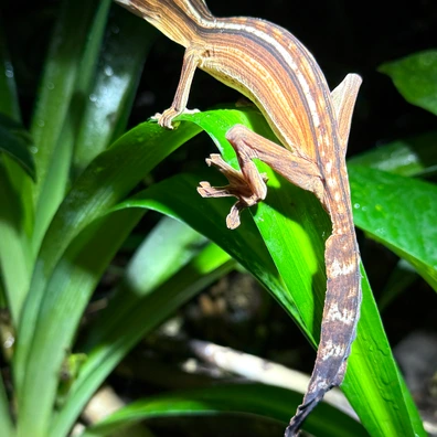 【美品】OZWRT Agave Leaf Tailed Gecko 17cm IMG-0606_1200x.heic?v=1699723449