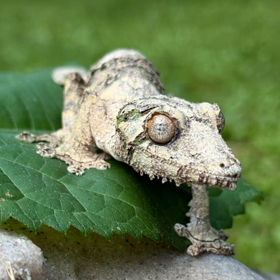 Leaf-Tailed Geckos For Sale - MorphMarket Worldwide