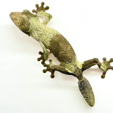 Leaf-Tailed Geckos For Sale - MorphMarket US & Canada