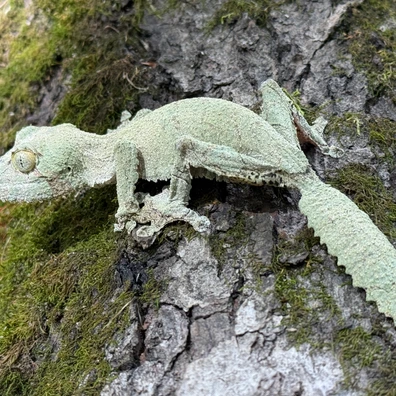 Leaf-Tailed Geckos For Sale - MorphMarket US & Canada