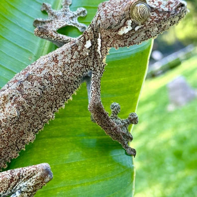 Leaf-Tailed Geckos For Sale - MorphMarket United States