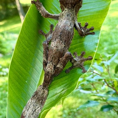 【美品】OZWRT Agave Leaf Tailed Gecko 17cm エダハアガベヤモリ』Verオテロイ Satanic Agave Leaf Tailed
