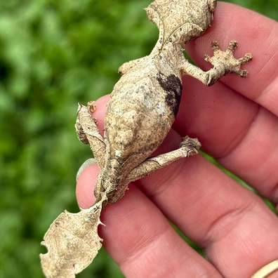 【美品】OZWRT Agave Leaf Tailed Gecko 17cm Giant Leaf Tail Gecko For Sale - Imperial Reptiles