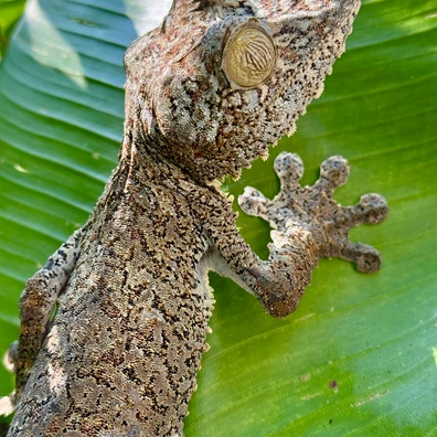 未開封品 OZWRT Agave Leaf Tailed Gecko 17cm 美品】OZWRT Agave Leaf Tailed Gecko 17cm