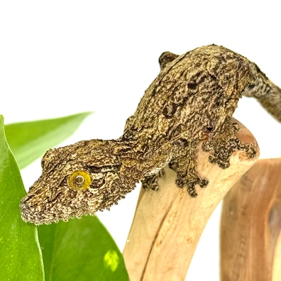 未開封品 OZWRT Agave Leaf Tailed Gecko 17cm 美品】OZWRT Agave Leaf Tailed Gecko 17cm - メルカリ