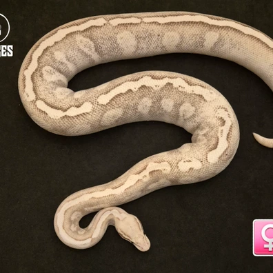 Lesser Pastel GHI PB Ball Python - female for sale from LL Snakes