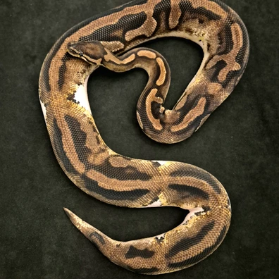 Piebald 100% Het Ultramel With Genetic Test Ball Python - male for sale from LL Snakes