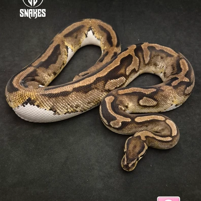 Piebald Enchi ( Pos.Fire ) Ball Python - female for sale from LL Snakes