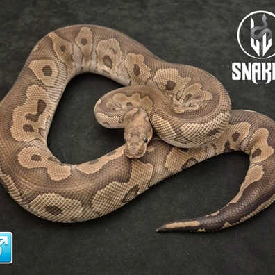 Clown Phantom Ball Python - male for sale from LL Snakes