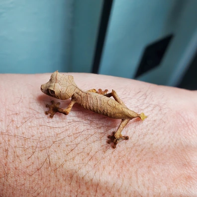 未開封品 OZWRT Agave Leaf Tailed Gecko 17cm 未開封品 OZWRT Agave