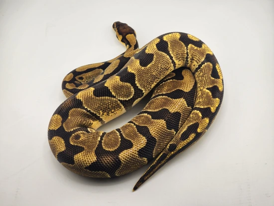 Krg Ball Python KRG Enchi Ball Python by Ophidian Exotics