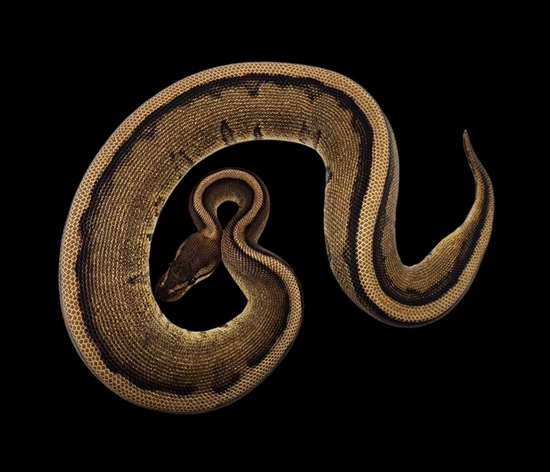Genetic Stripe Ball Python by Ophidian Exotics