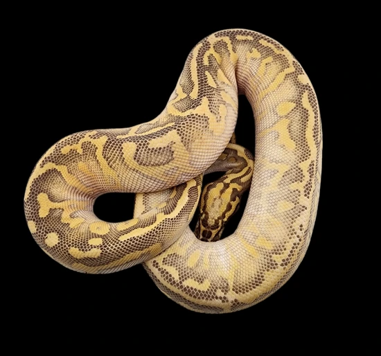 Leo Lesser Ball Python Pastel Lesser Leo Freeway Ball Python by Ophidian Exotics