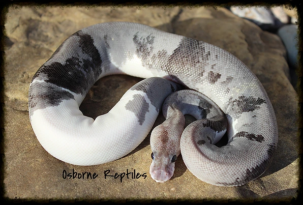 匿名発送★NFLパトリオッツ★ボビングヘッド 匿名発送☆NFLパトリオッツ☆ボビングヘッド バイウイーク明けに