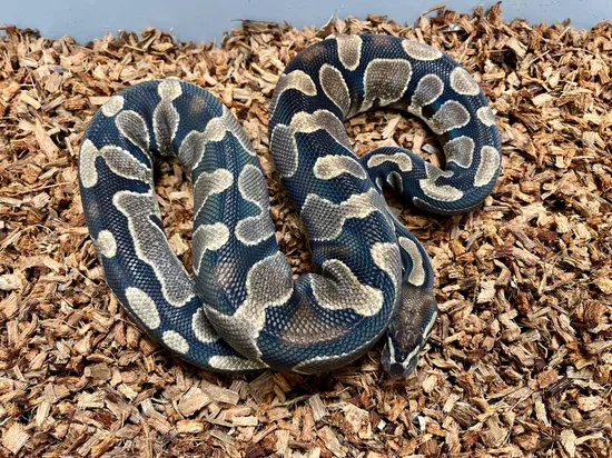 Asphalt Ball Python by On the Ball Pythons