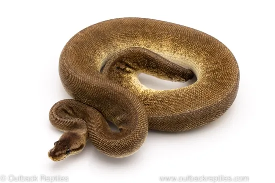 Super Pastel Black Pastel Cinder Ball Python by Outback Reptiles
