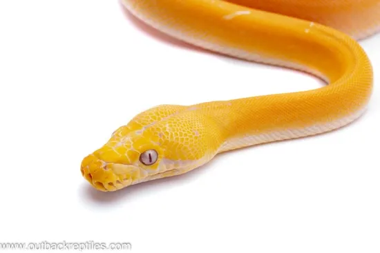 Lavender Albino Platinum Golden Child Reticulated Python by Outback ...