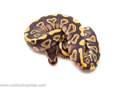 Phantom Yellow Belly Ball Python by Outback Reptiles