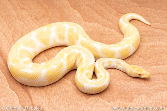 Wild Caught Albino - Breeder Male Ball Python by Outback Reptiles