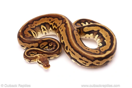 600g Ball Python Pastel Mahogany Ph Clown - 600g Female Ball Python by Outback Reptiles