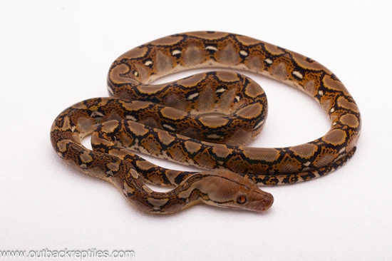 Normal Reticulated Reticulated Python by Outback Reptiles