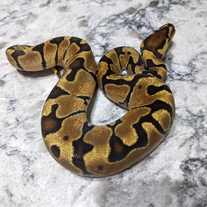 Enchi DH Albino/Hypo Ball Python
