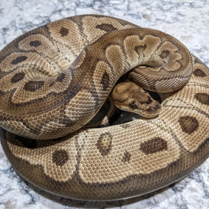 Clown Het Hypo Ball Python