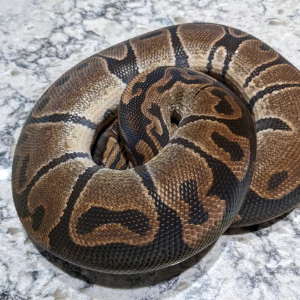 DH Albino/Hypo Ball Python