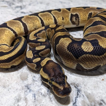 Enchi DH Albino/Hypo Ball Python