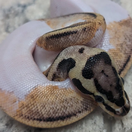 Pastel Pied Het Clown Ball Python