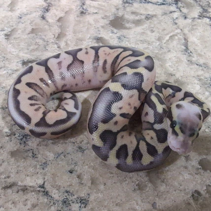 Super Pastel Hypo 66% DHet Clown/Pied Ball Python